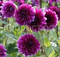 Томас эдисон