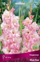 Гладиолус Май Лав