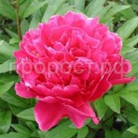 pion_molochnocvetkovyj_avgustin_d_ur_nz8p-zo pion_molochnocvetkovyj_avgustin_d_ur_nz8p-zo