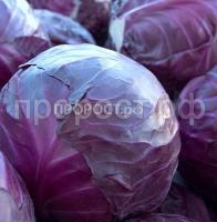 Капуста краснокачанная марс мс
