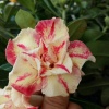 Адениум Mahatap DESERT ROSE 3шт Адениум Mahatap DESERT ROSE 3шт