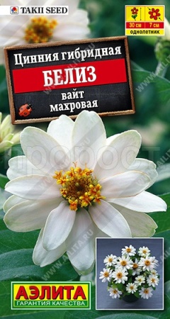 Аэлита Цинния Белиз вайт махровая 5шт 