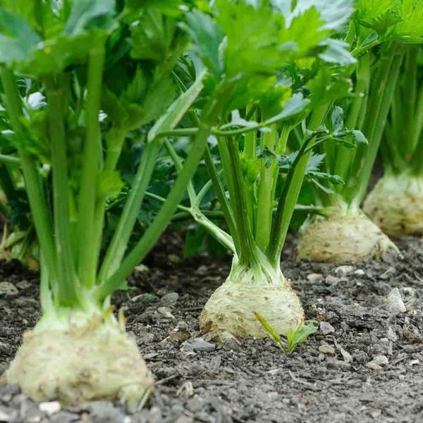 PROROST Петрушка корневая Сахарная 3г