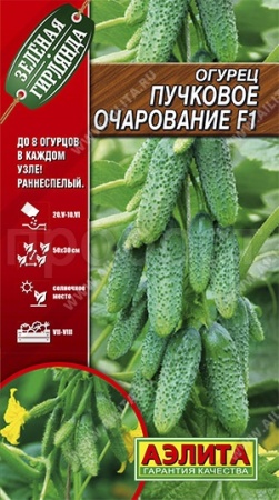 Аэлита Огурец Пучковое очарование F1 10шт