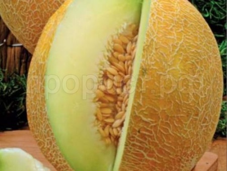 Дыня Южанка 25 г Дыня Южанка 25 г