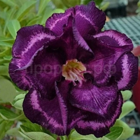 Адениум тучный "Siam Blueberries" 3шт Адениум тучный "Siam Blueberries" 3шт