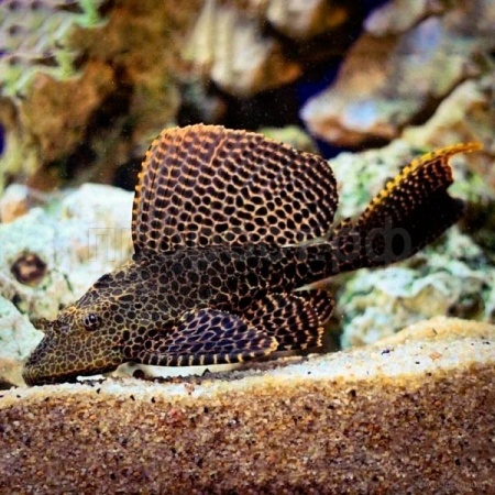 Птеригоплихт 