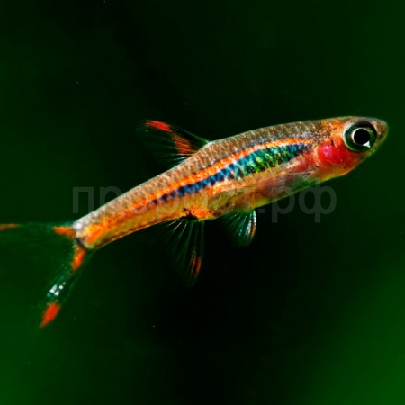 Рыба Расбора Бригитта