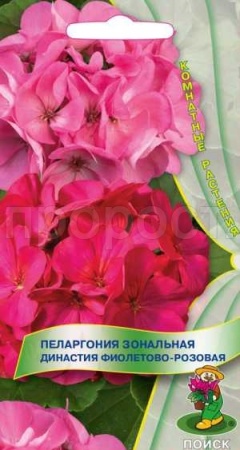 Пеларгония Династия Фиолетово-розовая 5шт 