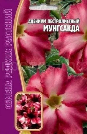 Адениум Мунгсагда 3 шт Адениум Мунгсагда 3 шт