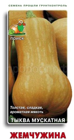 Тыква мускатная Жемчужина 10шт  Тыква мускатная Жемчужина 10шт