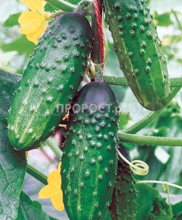 Сембат Огурец Сокол F1 2г XXXL