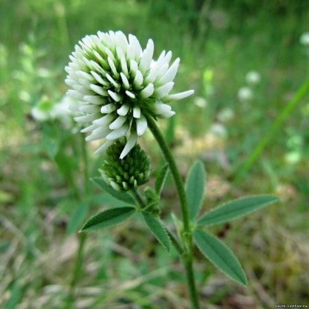 Семена клевера ползучего белого 0,1 кг