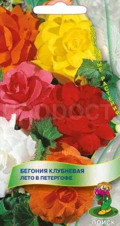 Бегония клубневая Лето в Петергофе 15шт  Бегония клубневая Лето в Петергофе 15шт