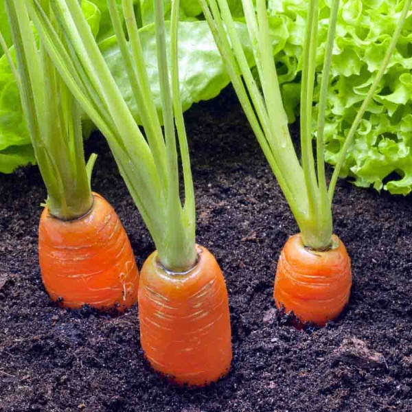 PROROST Морковь Нантская 4 2г 