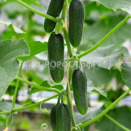 Каприс Огурец Бьерн F1 20*10шт