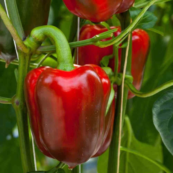 PROROST Редис Дуро Краснодарское 3г