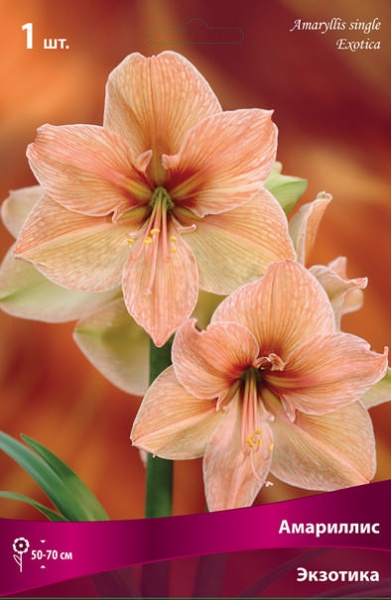 Амариллис простой Экзотик Стар 