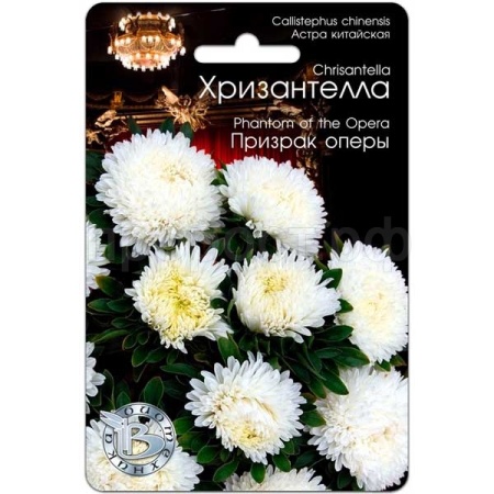 Астра Хризантелла Призрак оперы 30шт Астра Хризантелла Призрак оперы 30шт
