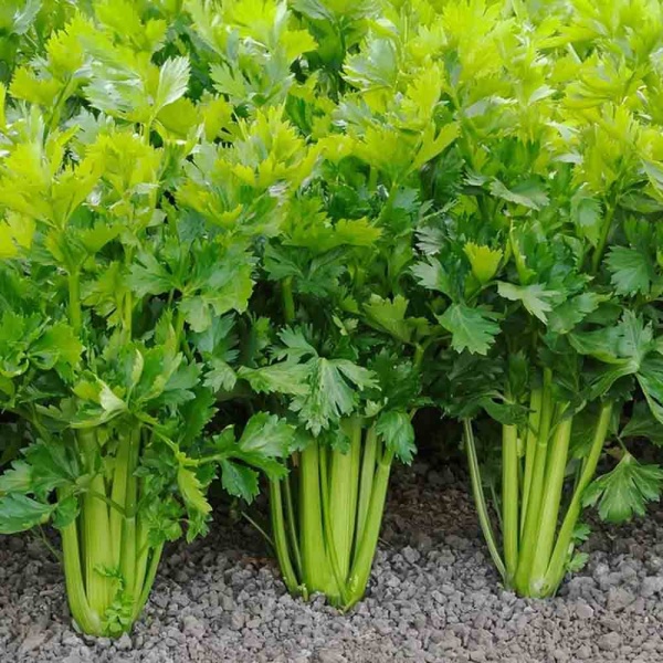 PROROST Пряность Кориандр Янтарь 3г