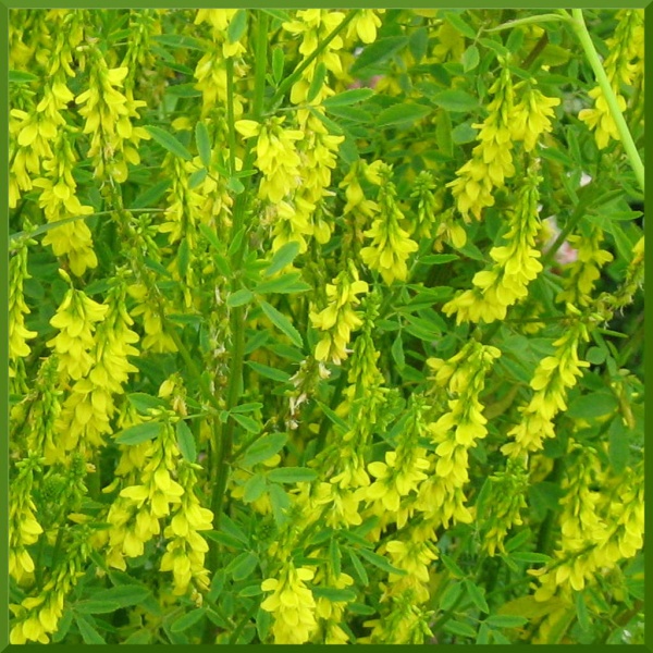 З.У. Донник желтый 0,5 кг. (20шт/уп)