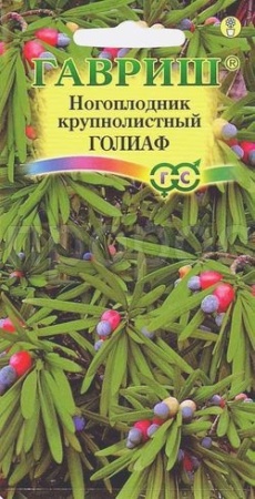 Ногоплодник круглолистный Голиаф 3шт