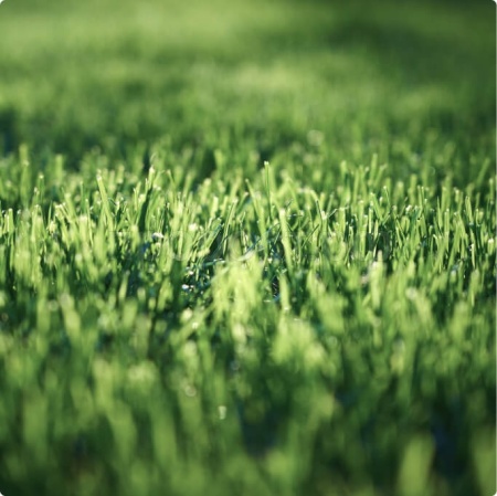 ГАЗОН.Сахара 10 кг Абсолют Грин