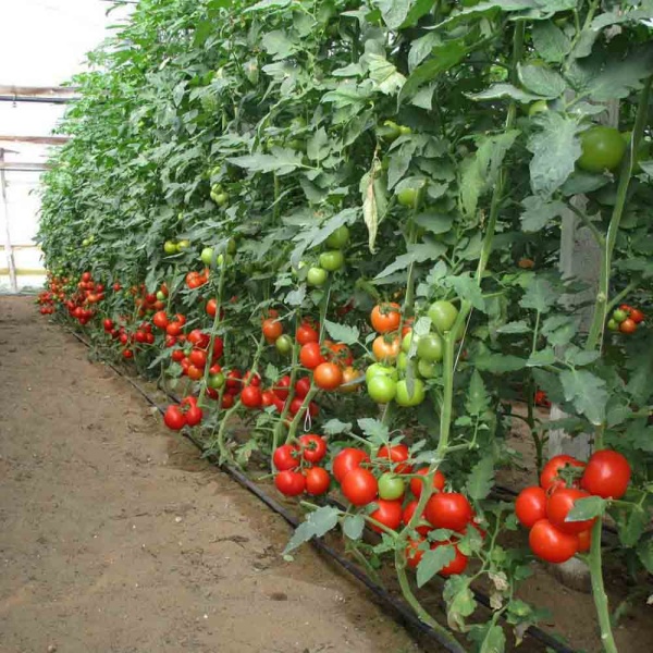 PROROST Томат Волгоградский 5/95 0,2г