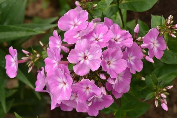 Флокс метельчатый Селена (I) 1 шт